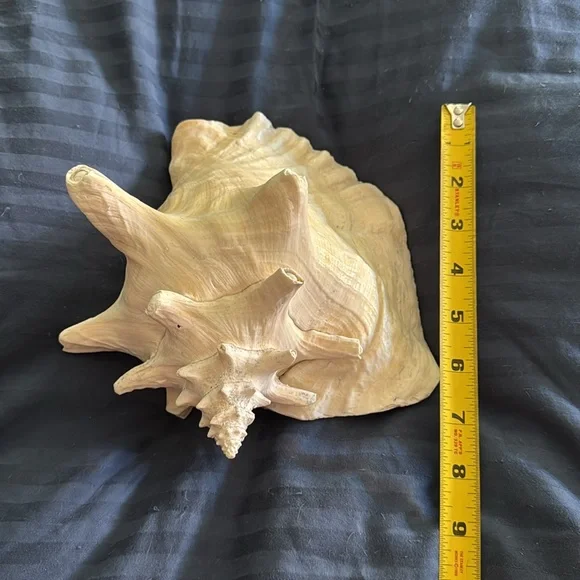 Large Queen Conch Shell Natural - Picture 6 of 6